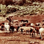 Thumbnail image for Black Mountain Ranch – A Colorado Dude Ranch