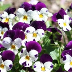 Thumbnail image for Mother’s Day Encouragement