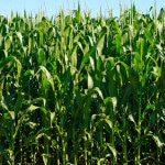 Thumbnail image for Healthy Skepticism – Genetically Modified Organisms (GMO)